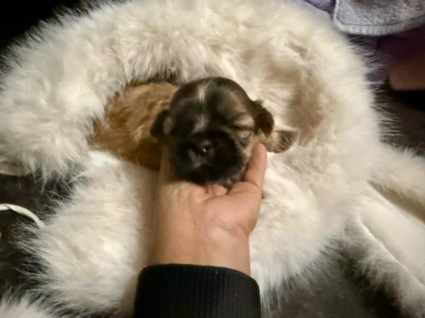 Cachorros Shitzu (Los Ángeles)63954088831234123