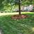 LANDSCAPING ,STUMP GRINDING, MULCH (INSURED) 17 thumbnail