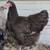Orpington and Easter Egger Pullets  Hatched Feb 24 4 thumbnail