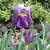 Bearded Iris 1 thumbnail