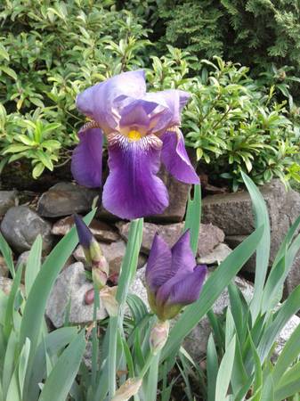 Bearded Iris 1