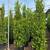Ficus nitida indian laurel privacy hedge 4 thumbnail