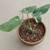 Monstera Thai Constellation House Plant 3 thumbnail