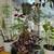 Plants 6 thumbnail