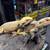 New reptile shipment!!-LOOK!! 5 thumbnail