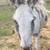 Spotted donkey gelding - sweet and calm 1 thumbnail