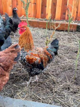 Bielefelder Rooster 1