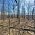 15.5 Acres- Beautifully Wooded 5 thumbnail