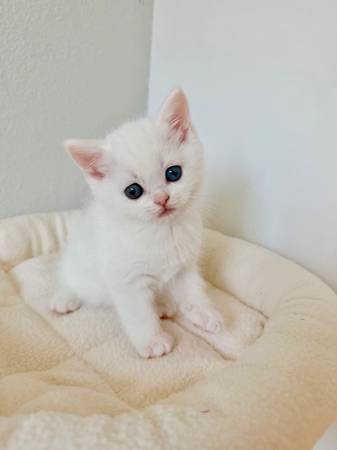 Kittens (Everett)63853558876035121