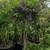 Solanum Patio Tree 7 thumbnail
