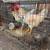 2 roosters for adoption 1 thumbnail
