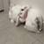 (FREE!!) 2 bunnies for sale URGENT!! 4 thumbnail