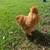 Buff Silkie Rooster 5 thumbnail