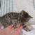 4 kittens 10 thumbnail
