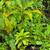 "Noni" Tree Starters 2 thumbnail