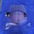 National Cycle Deflector Windshield Windscreen 2 thumbnail