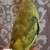 Parotlet bird tame 3 thumbnail