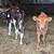 3 weaned Calfs 2 thumbnail