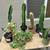 Large Aloe vera 5 thumbnail