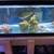 saltwater fish,live rock, live corals 2 thumbnail