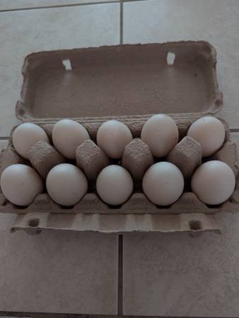Duck eggs (10 pack) 1