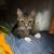 Missing Cat 1 thumbnail