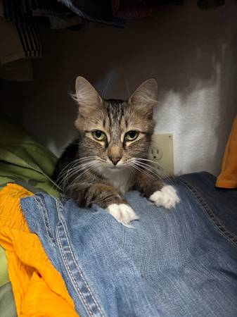 Missing Cat 1