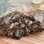 200 million year old PETRIFIED WOOD 2 thumbnail