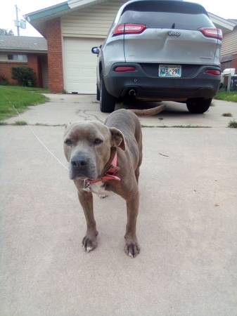 Pitbull hembra (Oklahoma City)63670625888641120