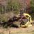 Forestry Mulching- Brush, Trees, Honeysuckle, Autumn Olive Removal 15 thumbnail