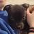 Xl pitbull/rottweiler puppies 6 thumbnail