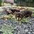 Dachshund 5 thumbnail