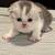 Scottish fold 5 thumbnail