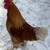 ~~~Chicken Rooster~~~ 4 thumbnail
