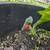 Habañero Pepper Plants - full of hot hot peppers! 6 thumbnail