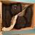 Girls Ugg boots, low black, Aerin style, size 13 2 thumbnail