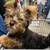 3 female Yorkie puppies 5 thumbnail