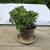 A pot of aeonium succulent plant 1 thumbnail
