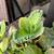 Succulent arrangement 3 thumbnail