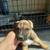 Puppies (German Shepard Mix) 5 thumbnail