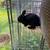 Rabbits 3 thumbnail