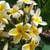 Plumeria Sale 🌼 Add a Tropical Accent to Your Landscape $18 & Up 1 thumbnail