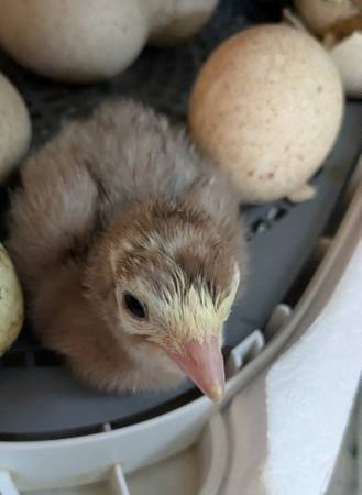Heritage turkey poults 1