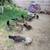 Bantam kikirikes 3 thumbnail