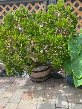 Jade Plant 1