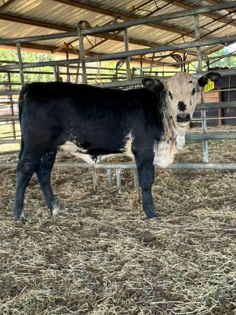 Beefmaster Cross 1