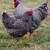 Cold hardy hens Chicks chickens pullets all female almost laying eggs 5 thumbnail