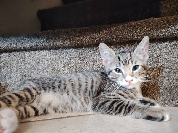 Two Kittens (Escondido)562024788462807041
