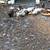 Muscovy ducks 3 thumbnail