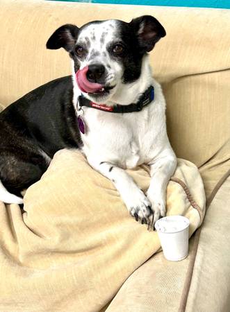 6 year old mixed breed free to very good home (Washington)63945150573699122
